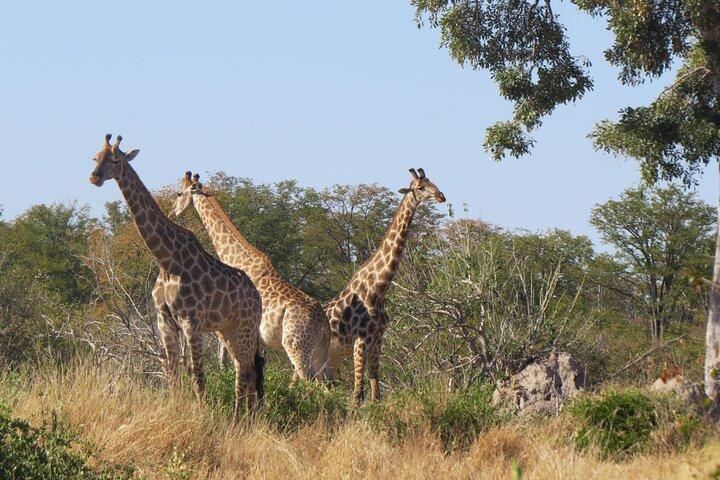 Full Day Hwange National Park Safari from Victoria Falls