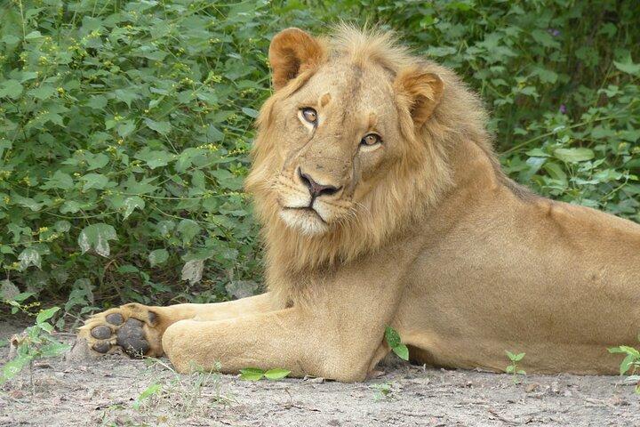 Full-Day Safari in Senegal from Banjul