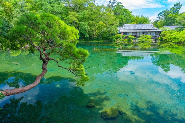 Bullet Train Experience & Mishima Shrine Private Tour from Tokyo