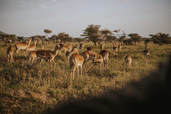 11 Days Tanzania Safari and Zanzibar Beach Tour