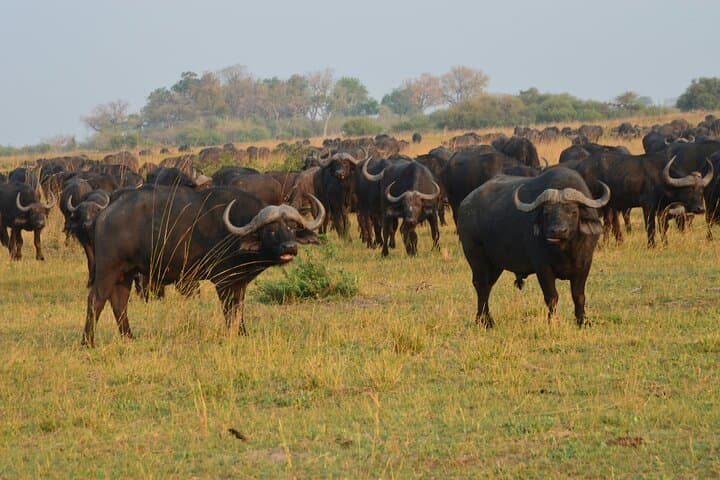 5 Day Vino Safari with Wine and Wildlife Adventure