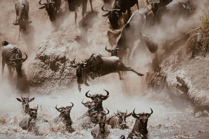 5 Day Vino Safari with Wine and Wildlife Adventure