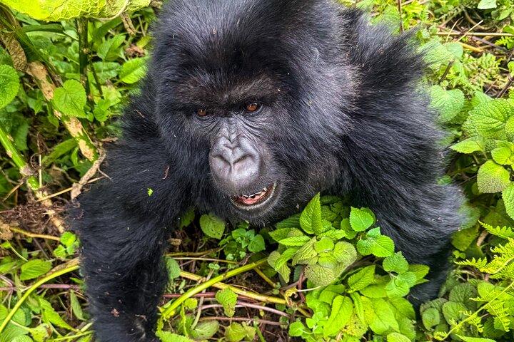 4 Days Rwanda Tour with Gorilla and Chimpanzee Trekking
