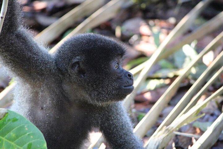 Three Days in the Amazon Jungle with Jungle Lodge from Manaus Am