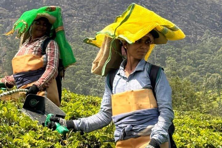 Tea planation walking In Munnar- (by Munnar Info)