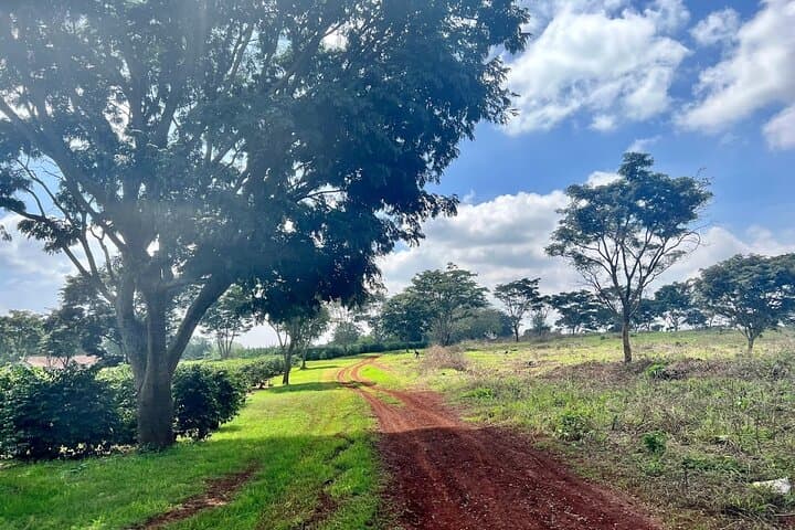 Kenya Coffee and Wildlife Safari 4 Day Adventure
