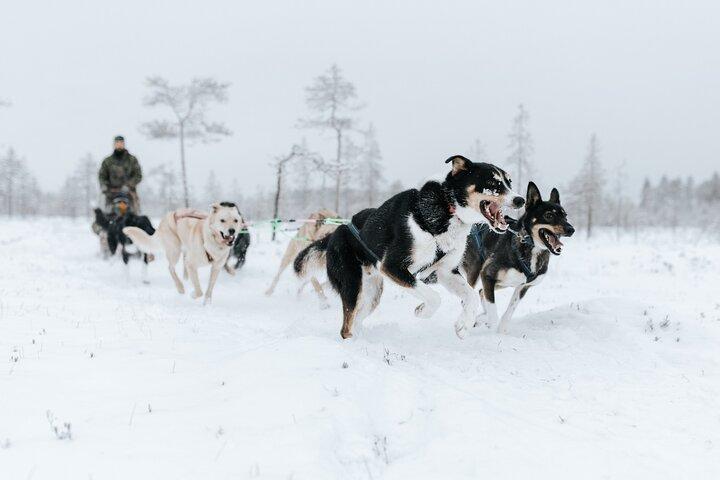 Rovaniemi Santa Claus Village Husky and Reindeer Tour VIP VAN
