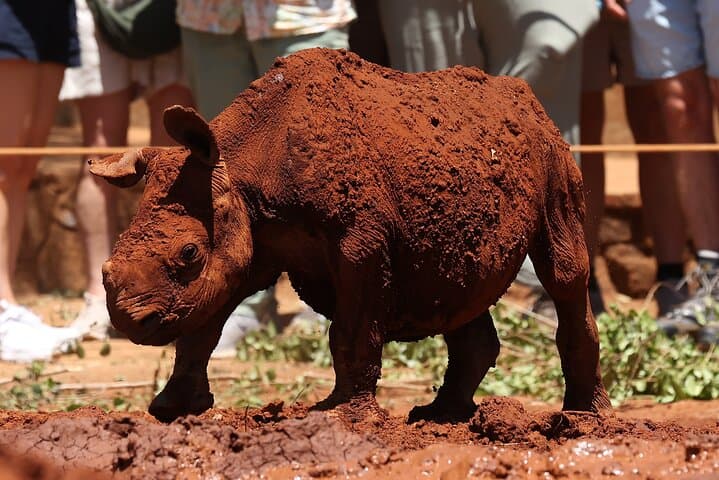 Half day tour to Elephant orphanage and Giraffe Centre Nairobi