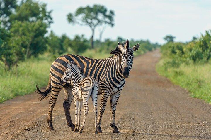Nairobi National Park Half Day Guided Tour