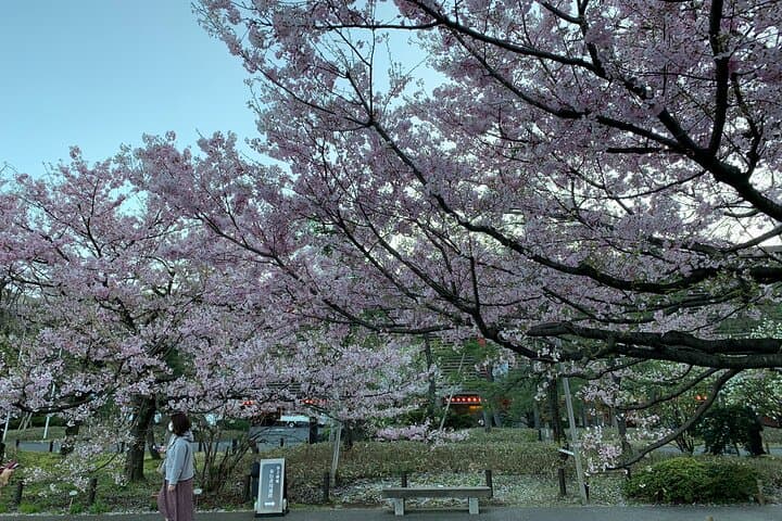 Private Tokyo Cherry Blossom Tour – Custom Sakura Viewing Spots