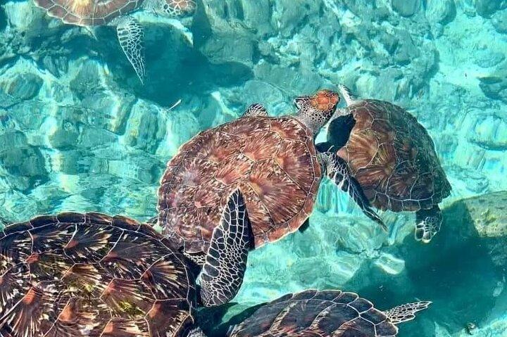 Private Half Day Dolphins and Snorkeling in Mnemba