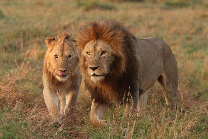 Amboseli, Tsavo West and Tsavo East 6days safari