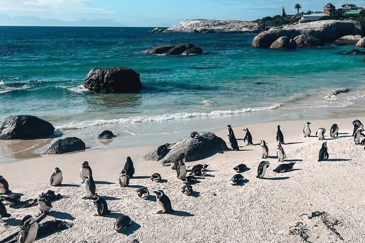 Cape Town : Cape Peninsula Jeep Safari Adventure