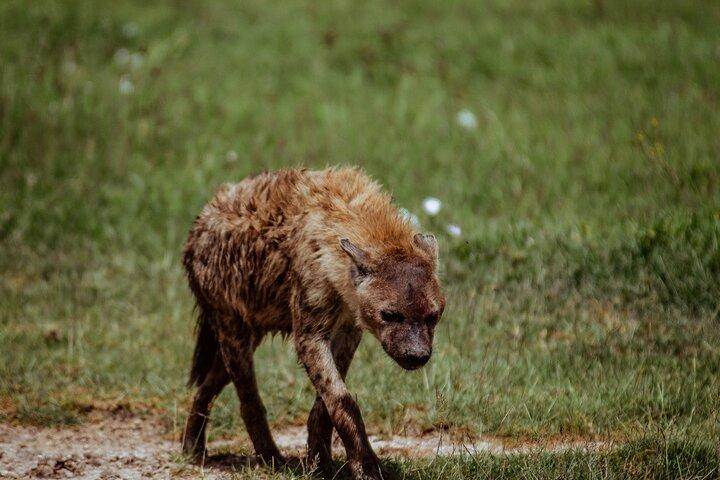3 Day Family Safari in Serengeti and Ngorongoro
