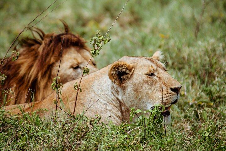 3 Day Family Safari in Serengeti and Ngorongoro