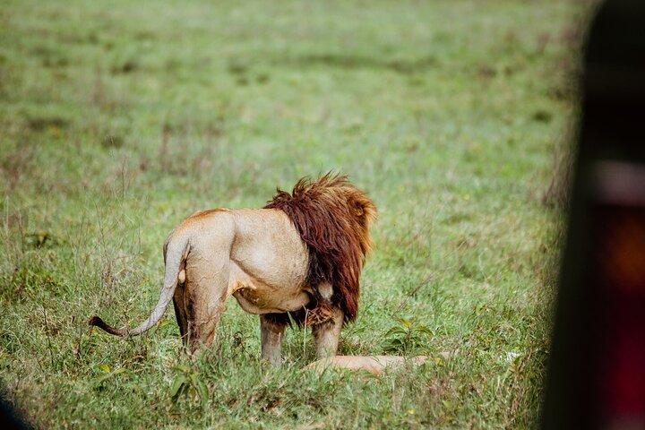 3 Day Family Safari in Serengeti and Ngorongoro