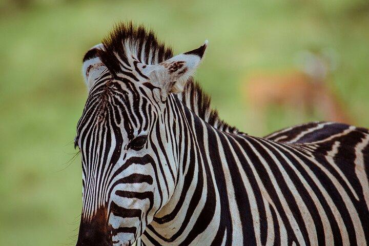 3 Day Family Safari in Serengeti and Ngorongoro