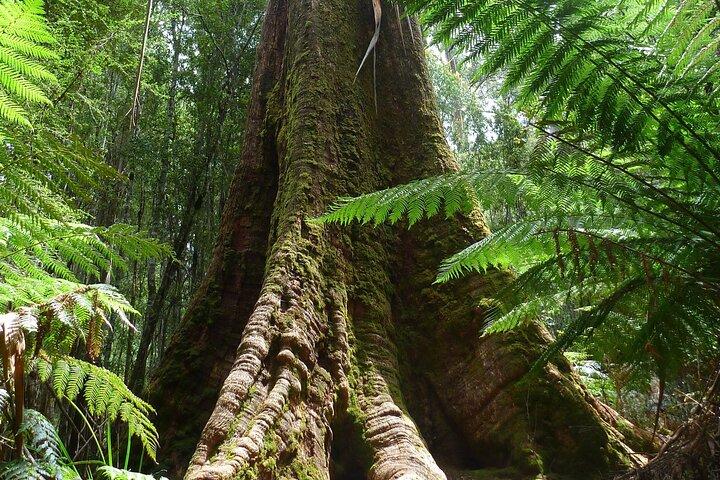 Hobart: Waterfalls, Wilderness & Wildlife - Active Day Tour