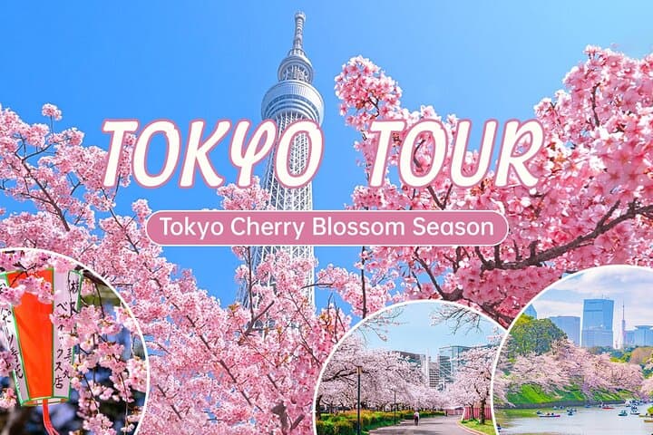 Tokyo City Cherry Blossom Private Sightseeing Tour