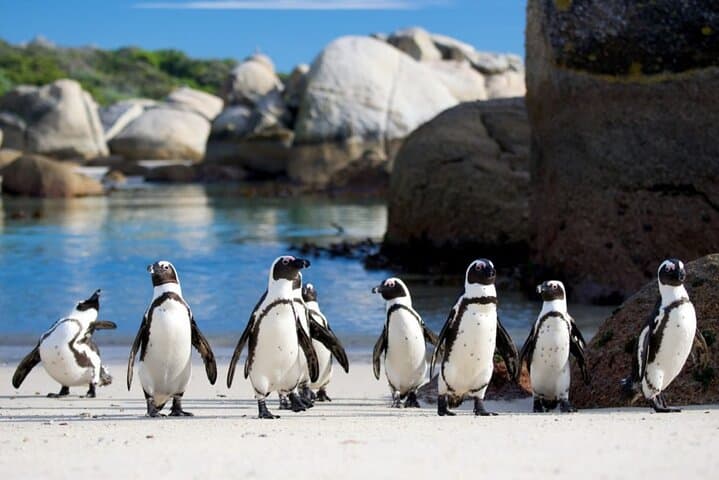 Cape Peninsula PRIVATE TOUR: Cape Point / Penguin / Seal island
