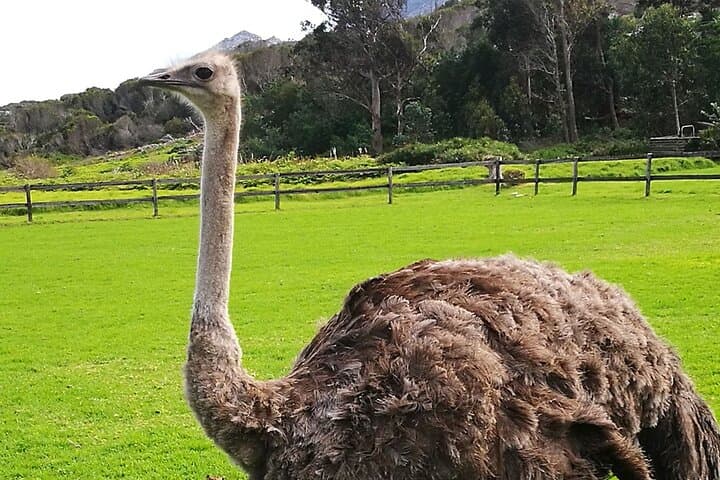 Cape Peninsula PRIVATE TOUR: Cape Point / Penguin / Seal island