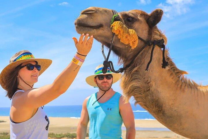Cabo Camel Ride Experience with Tequila Tasting