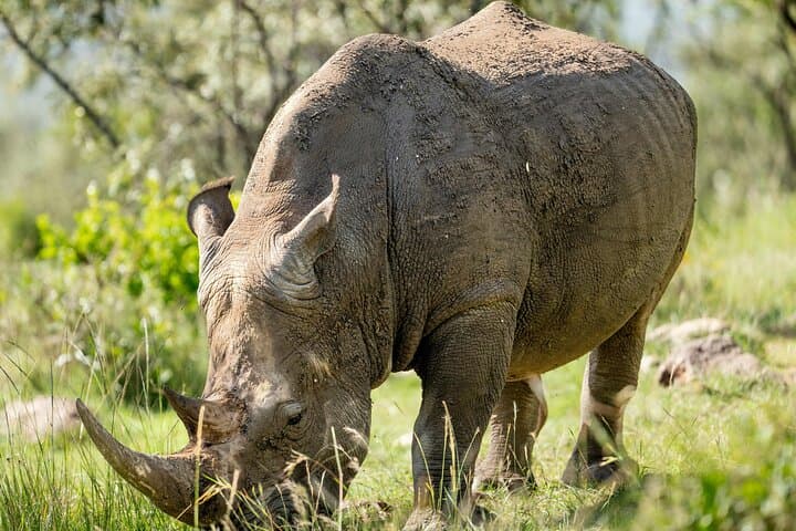 Early Morning Nairobi National Park Group Joining Tour