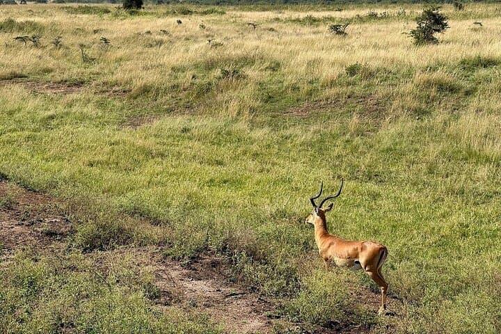Early Morning Nairobi National Park Group Joining Tour
