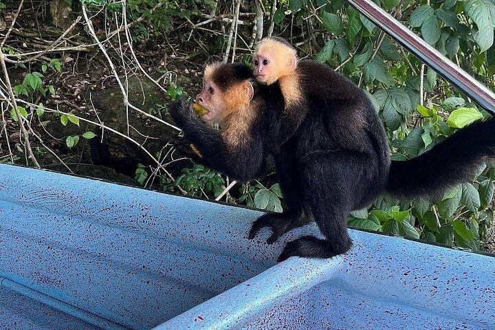 Panama Canal and Gatun Lake Wildlife Half Day Tour