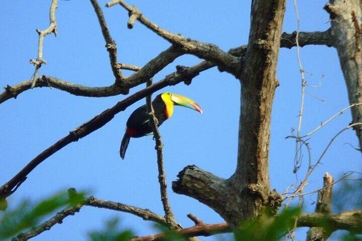 Panama Canal and Gatun Lake Wildlife Half Day Tour