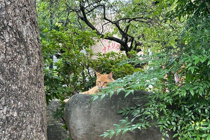 Cats & Hidden Alleyways: a Kitty-themed Walking Tour in Nagasaki