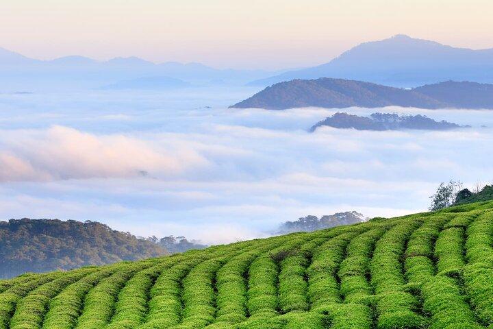 Dalat Morning Glory A Sunrise and Cloud Hunting Tour