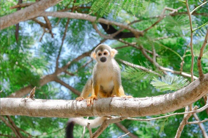 Monkey House VIP Punta Cana – 4 Species Educational Tour