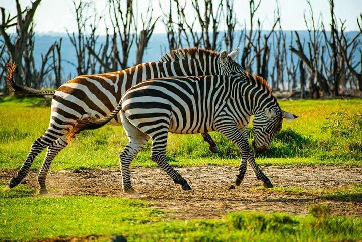 Lake Nakuru day trip from Nairobi