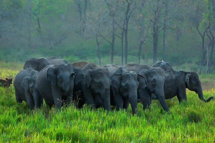 Solo traveller Kerala 6 Day Tour Munnar Thekkady Alleppey Kovalam