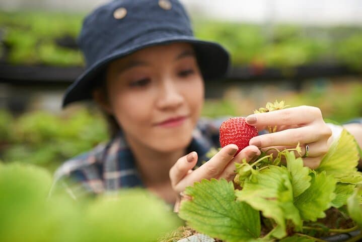 Seoul Spring Tour: Strawberry Picking, Gamaksan & Hanok Village