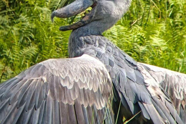 Mabamba Swamp Shoebill Tours
