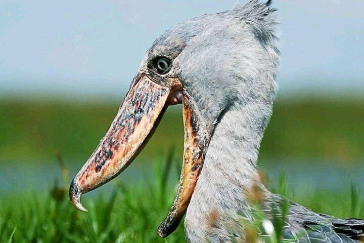 Mabamba Swamp Shoebill Tours