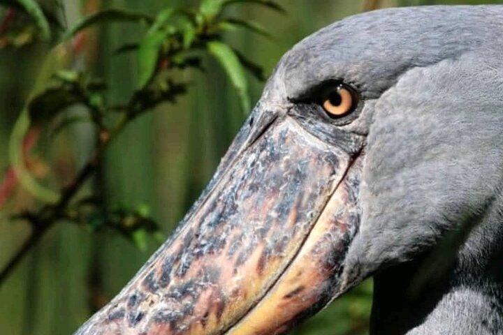 Mabamba Swamp Shoebill Tours
