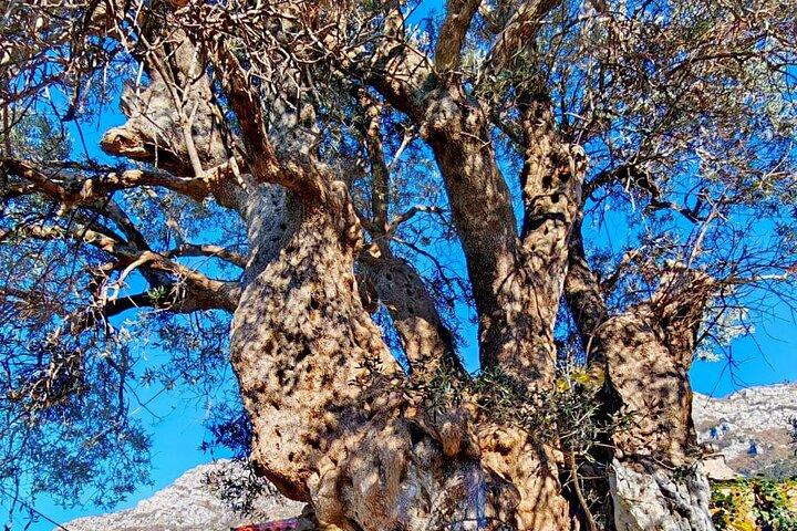 From Tirana: Kruja City, The Castle and Old Bazaar Day trip