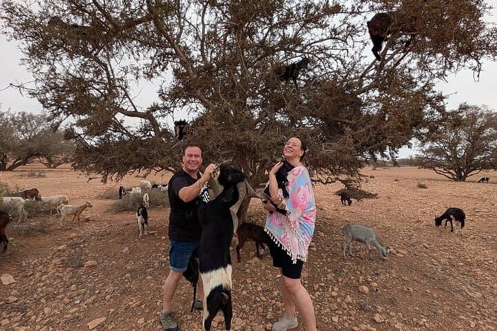 Agadir Excursion of goats in the argan trees & visit of the souk