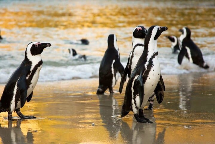 Cape Town:Private Tour Table Mountain, Penguins&Cape of Good Hope