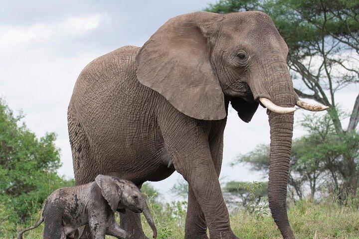 4-Day Tarangire, Serengeti, Ngorongoro Group Camping Safari
