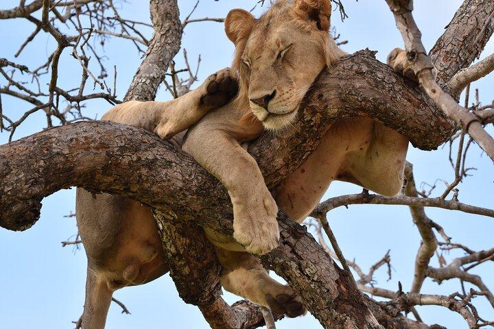 1 Day Mikumi Safari from Dar Es Salaam by Train