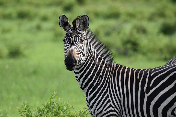 1 Day Mikumi Safari from Dar Es Salaam by Train
