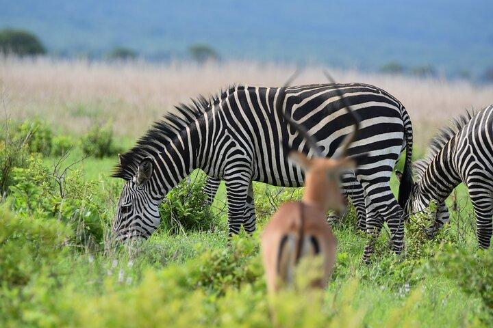 1 Day Mikumi Safari from Dar Es Salaam by Train