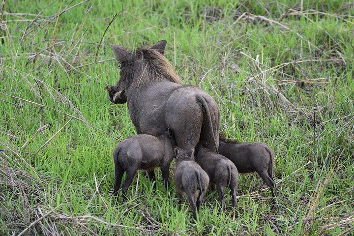 1 Day Mikumi Safari from Dar Es Salaam by Train