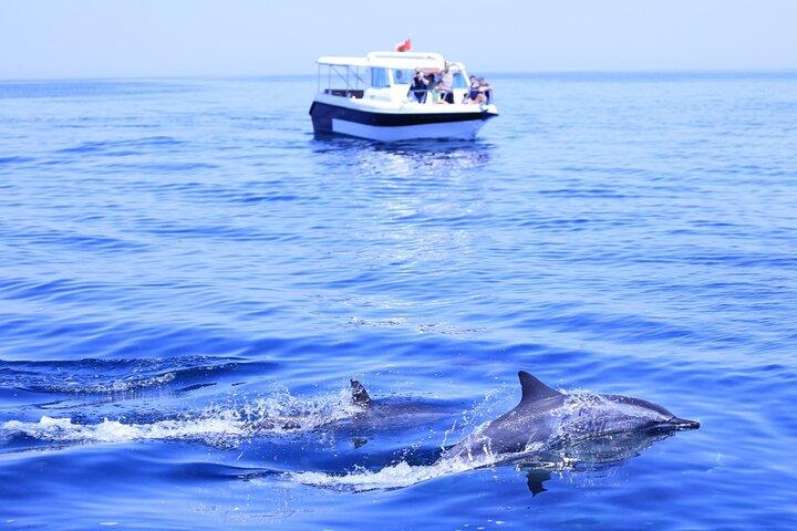 Muscat Dolphin Watching and Coastal Sightseeing