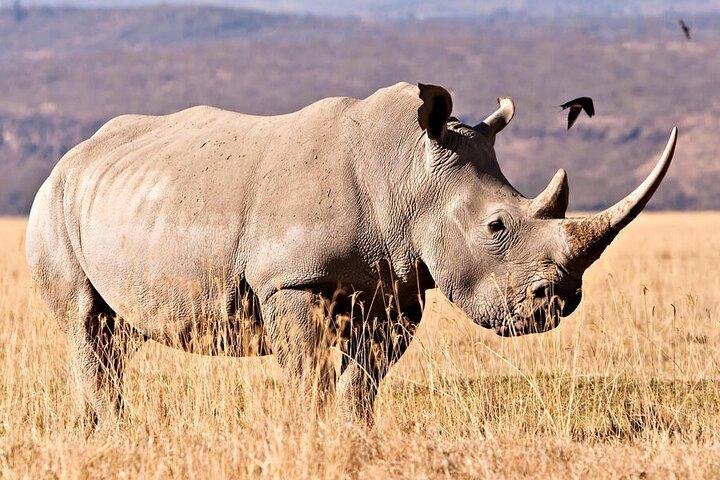 4 Days Luxury Fly-In Safari to the Heart of the Serengeti