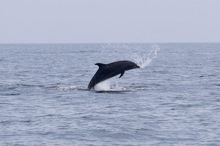Muscat Dolphin Watching and Coastal Sightseeing